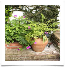 Lymm Open Gardens 4 - Helen Kulczcki